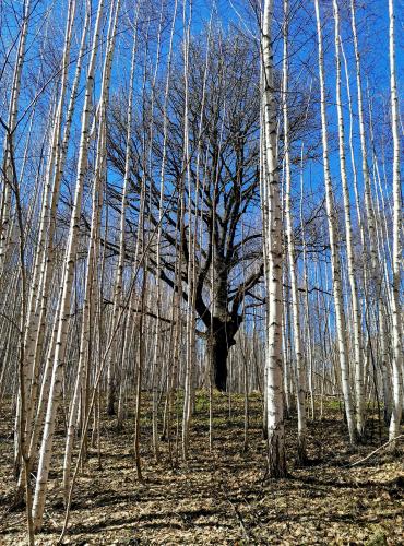 Oak surrounded by birches near Cheboksary, Chuvashia, Russia