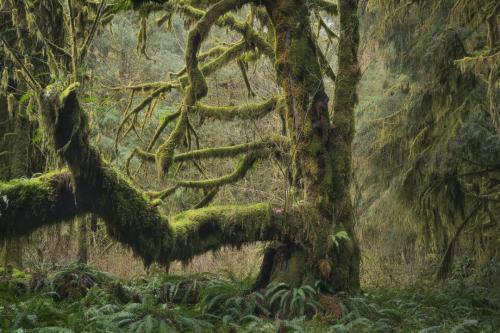 "Fangorn" - Vancouver Island -