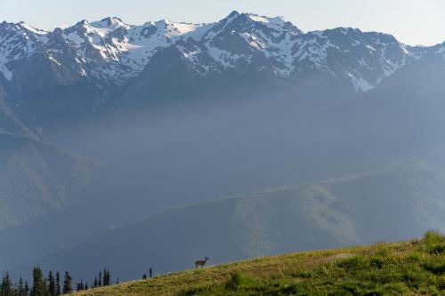 Summer Evenings in Olympic National Park