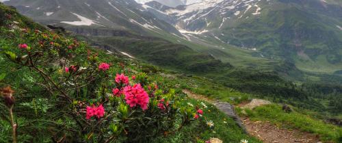 Red flowers on a mountain background