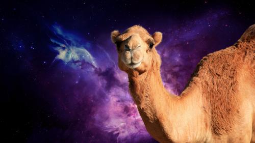 space camel