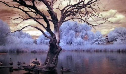 Iced Landscape