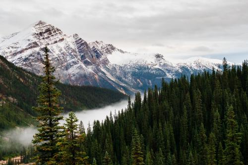 Mysterious foggy valley, Alberta