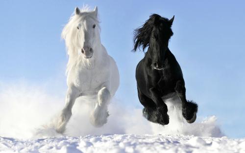 Black and White Horses