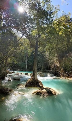 Cypress Downstream from Cascada El Chiflón, Chiapas, Mexico