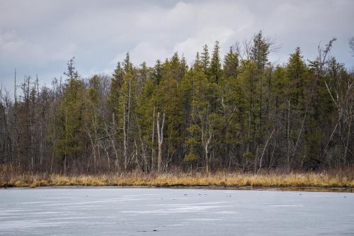 Cedar swamp in the Kettle Moraine forest, Wisconsin