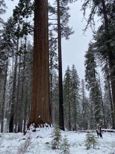 Yosemite after a snow storm