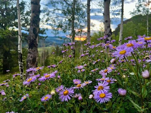 Still looks like Spring in Telluride, Colorado, USA