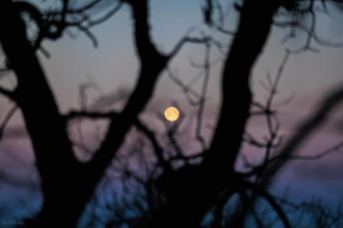 The Snow Moon setting over the Straight of Juan de Fuca