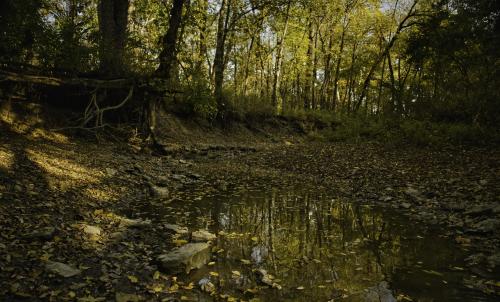 Reflection of the trees at Fishing River