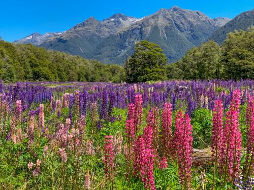 Seemingly endless field of blooming lupines in Fiordland National Park, NZ