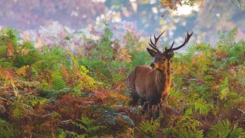 A Stag in Richmond Park London by Ed Hassler winner of some National Geographic thing