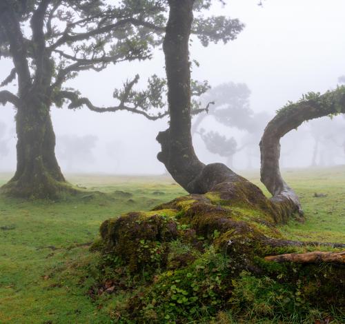 Mossy Trees in the Mist of Fanal Forest on Madeira, Portugal