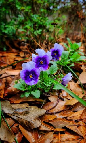 Pansies Popping Up, Texas