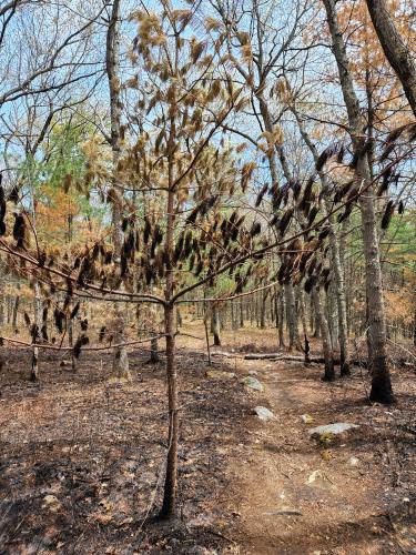 Apparently there was a brush fire on some conservation land in Massachusetts. It'll be interesting to see how it responds