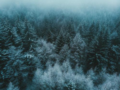 Frosty trees in the Peak District, UK