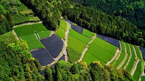 Honshu Island Tea fields Landscape Scenery