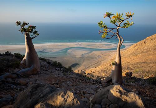 Socotrian bottle trees and a lagoon