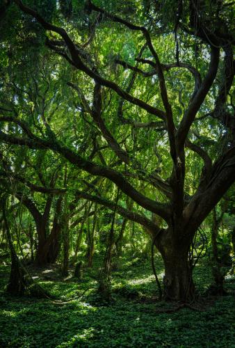 Lush forest on Maui, Hawaii