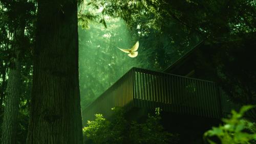 Doves Are A Sign Of Peace. So Is This Wallpaper |
