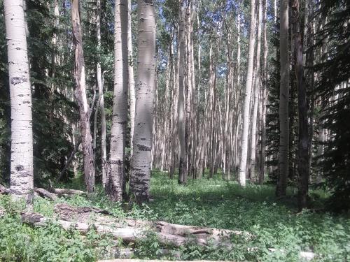 Aspen grove in central Colorado