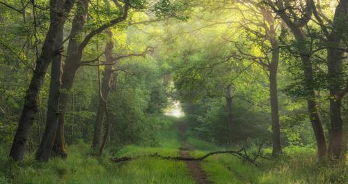 "A Walk In Spring Woods" Kings Woods, Bedfordshire