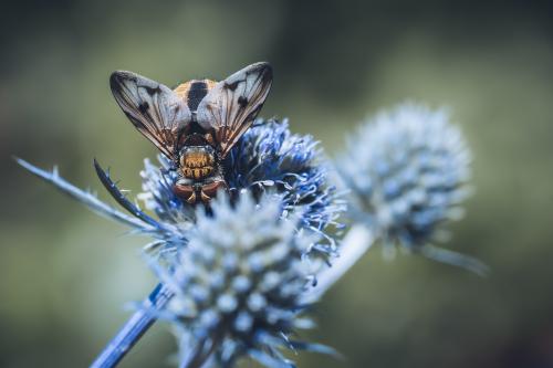 hedgehog fly insects Picture