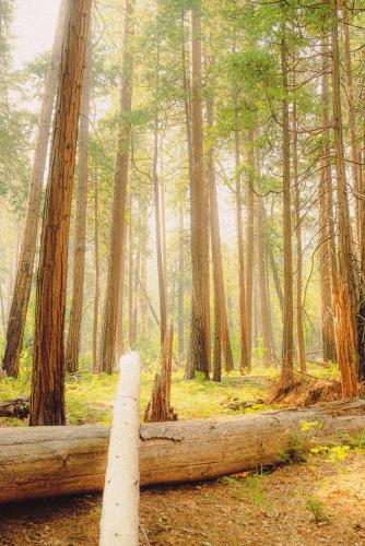 Into the Woods, Yosemite, CA