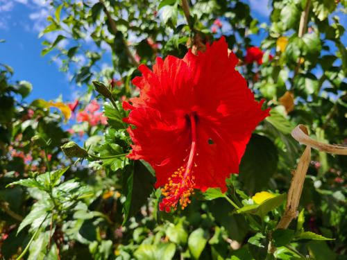  A beautiful red hibiscus found in Puerto Vallarta, Mexico