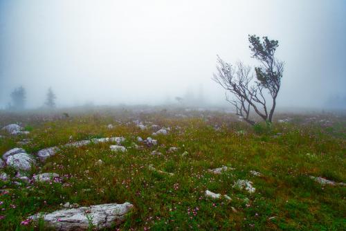 Dolly Sods, A slice of Canadian weather and topography in the heart of the Appalachians