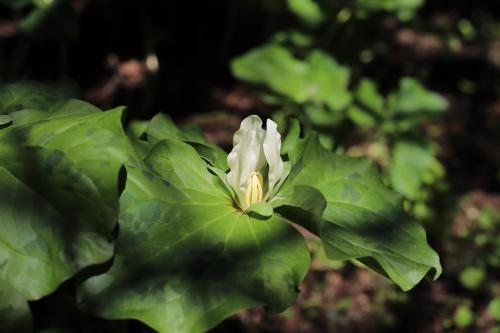 Giant Trillium , Gazos Creek Road, San Mateo County, California [6240 × 4160]