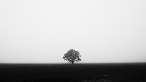 A lonely tree in a field