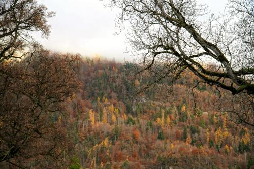 Fog covering Harder Kulm in the early morning and the radiant autumn colours of the trees on the mountain. Interlaken, Switzerland.