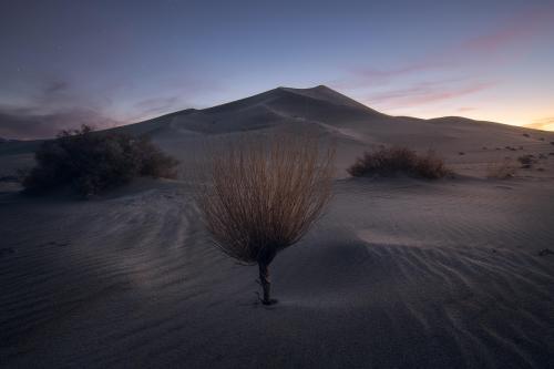 3 shrubs in Death Valley