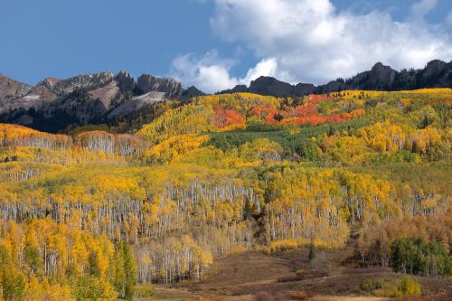 Aspen grove in Gunnison National Forest, CO