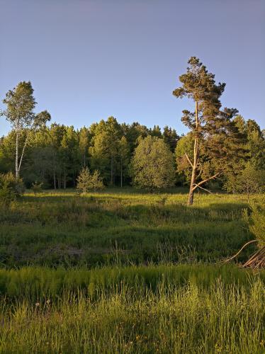 An afternoon in a forest in Espoo, Finland