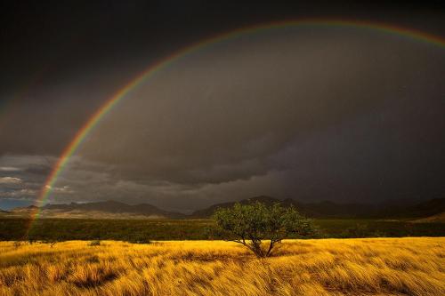 Double rainbow in the rain, over Arizona tree