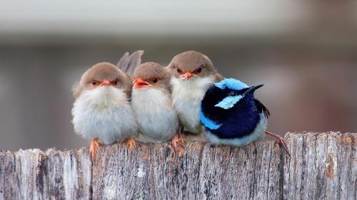 Cute Cuddling Birds 4K Desktop Wallpaper