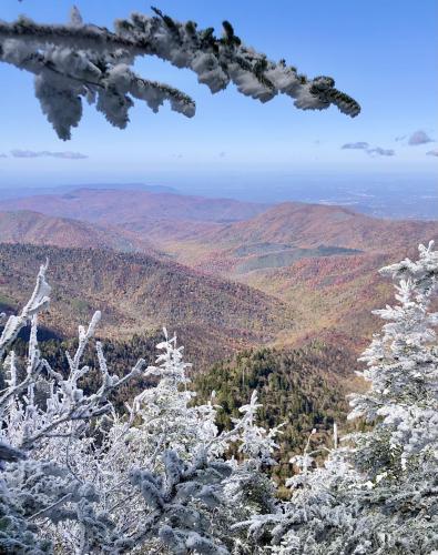 Frost on the Pines and Peak Foliage Near Clingmans Dome in Great Smoky Mountains National Park