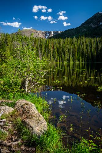 Lily Pads on Surprise Lake, CO USA