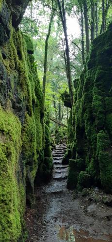 Puzzlewood, Gloucs, UK.