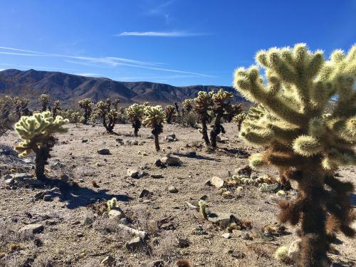 Cholla cactus garden, Joshua Tree National Park, CA