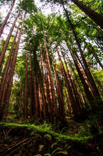 Redwoods Santa Cruz