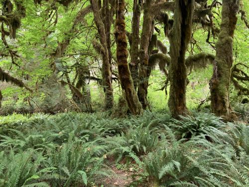 Hoh Rainforest, Olympic NP, USA