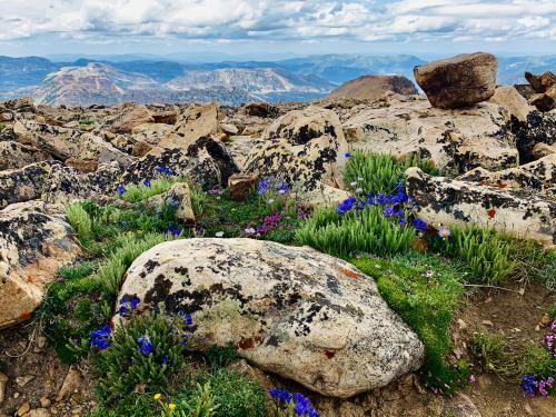 Fairy garden on top of Bald Mountain, High Uintas Wilderness, Utah