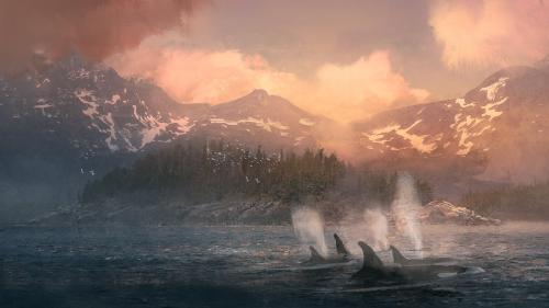 Orcas, by Joseph Feely