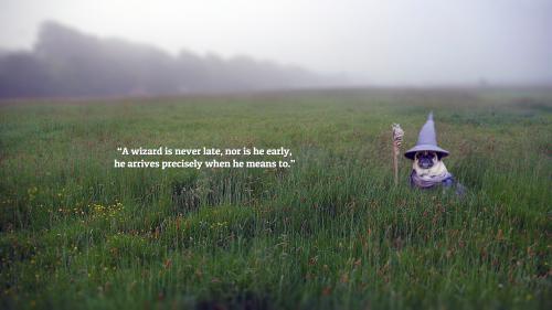 A wizard is Never Late - Pug Wallpaper