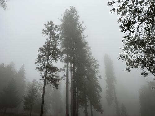 In the forest. California Sierra Nevadas, US.