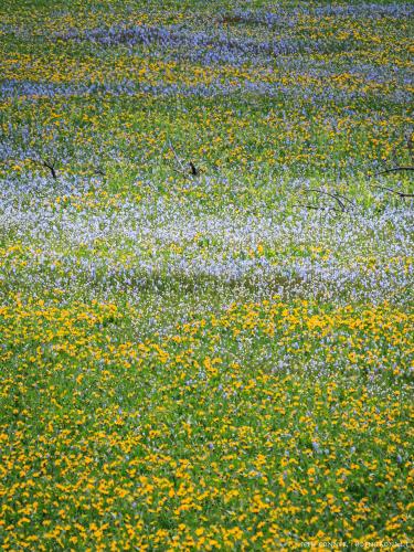 A field of camas and mule's ears in eastern Washington