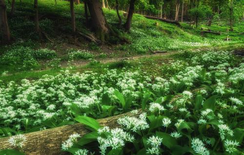 Wild Garlic. Hertfordshire